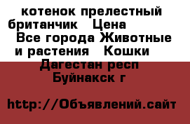 котенок прелестный британчик › Цена ­ 12 000 - Все города Животные и растения » Кошки   . Дагестан респ.,Буйнакск г.